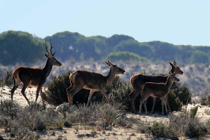 Doñana 4x4 and El Rocío Tour - Reviews