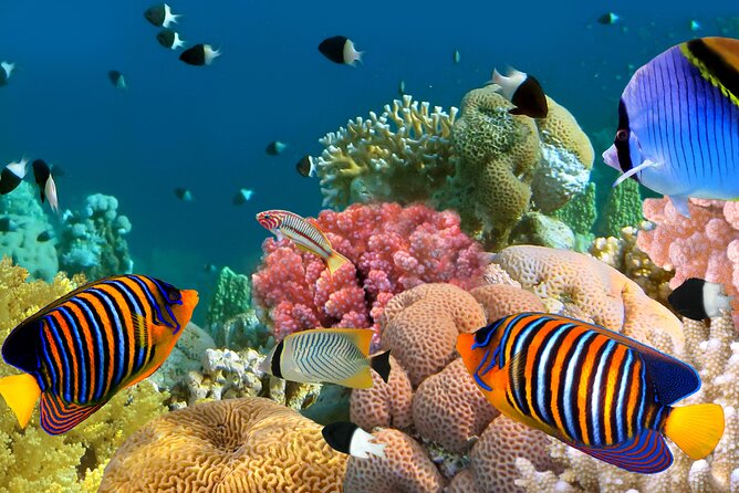 Double Reef Snorkel, Dolphin & BBQ - Customer Reviews
