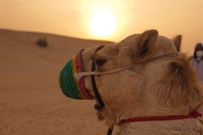 Dubai Buggy Tour in Red Sands and Desert Safari - Customer Experiences
