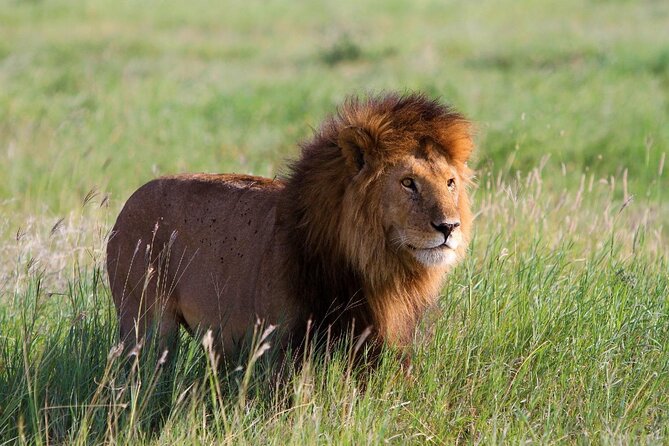 Early Morning Group Joining Mini Safari To Nairobi National Park - Pickup Locations