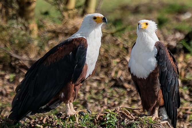 Early Morning Nairobi Park Safari and Giraffe Centre Tour. - Pricing and Cancellation Policy