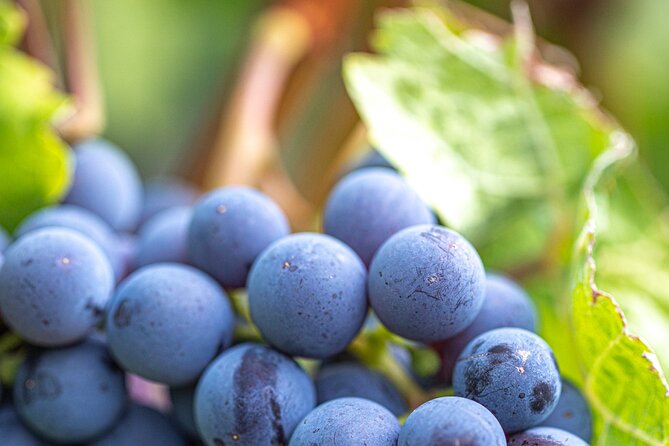 East Kelowna Full Day Guided Wine Tour With 5 Wineries - Winery Visits