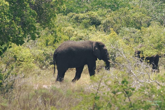 Economic 1Day Maputo Special Reserve Safari(Maputo National Park) - Visitor Information