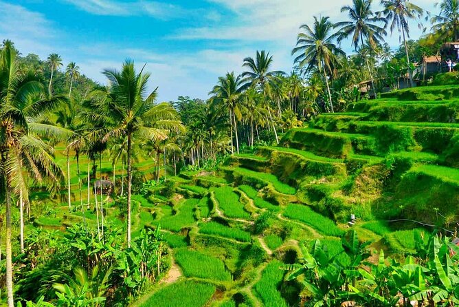 ️Bali All Inclusive Tour: Ubud - Tegalalang - Kintamani - Customer Reviews and Feedback