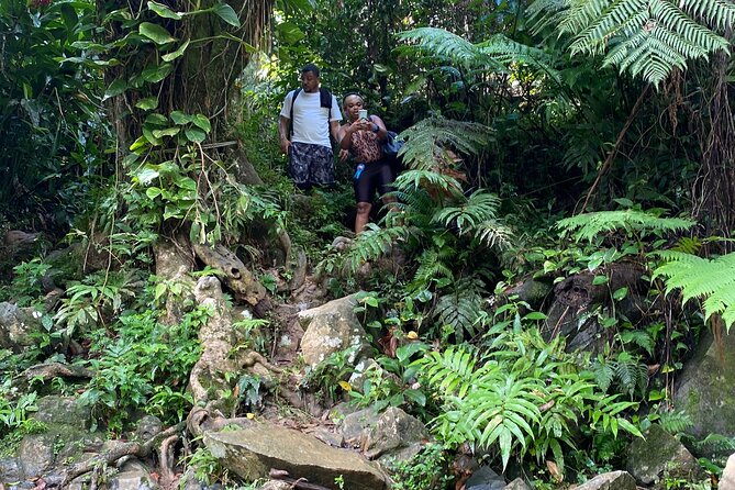 El Yunque Guided Waterfall Experience With Transport - Customer Reviews and Ratings