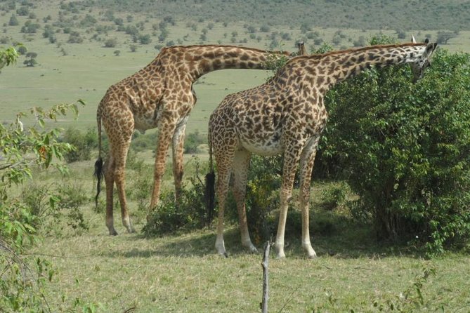 Elephants,Giraffe Center, Blixen Museum $ Bomas of Kenya - Agencys Response