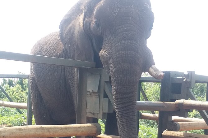 Enlightening Elephants And Monkeys Sanctuary Guided Day Tour - Booking Details and Cancellation