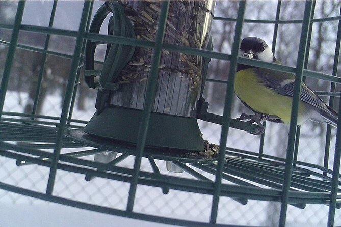 Ethical Tour Monitor Songbirds on Tromsø Island - Tromsø Island Birding Highlights