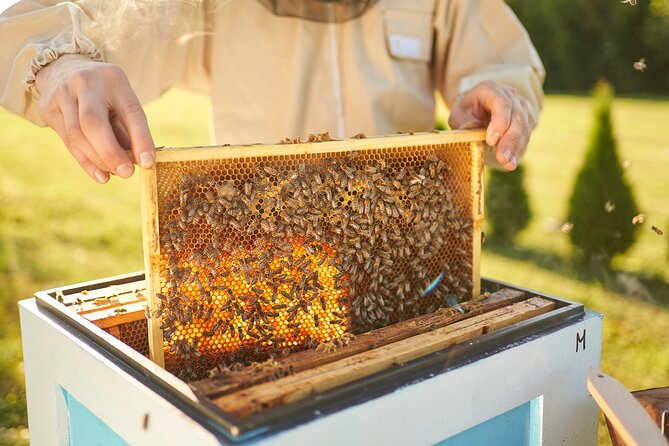 Etna Wine & Food Tasting Plus Honey Laboratory Private Tour - Company Background and Information