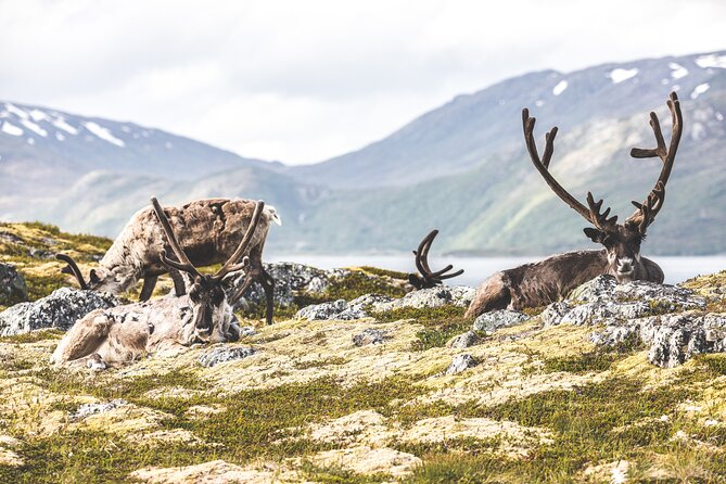 Evening Fjords Tour in Kvaløya - Tour Schedule and Duration