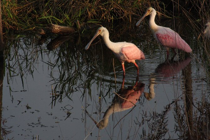 Everglades Day Safari From Miami - Customer Reviews