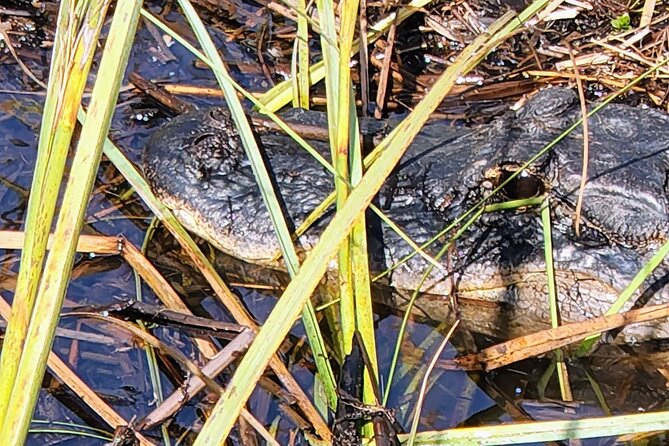 Everglades National Park Biologist Led Hike, 2 Boat Trips + Lunch - Highlights of the Tour