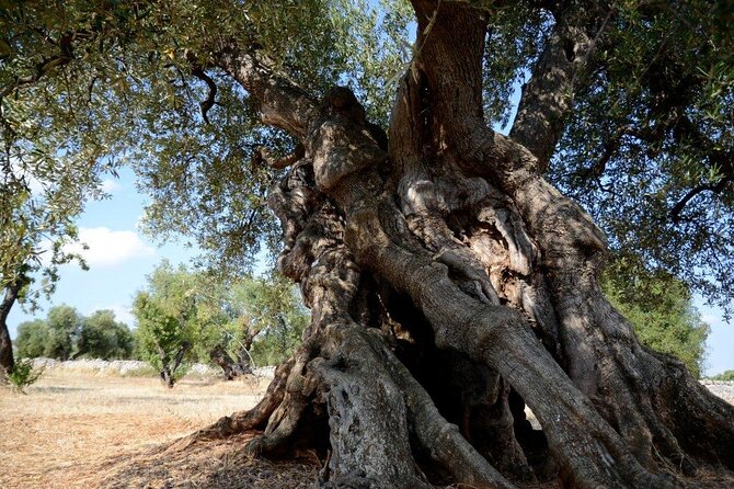 EVO Oil Tasting in Masseria in Ostuni - Frequently Asked Questions