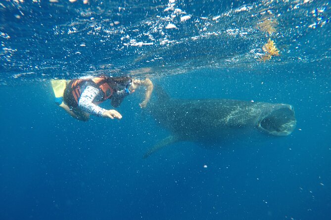 Exciting Swim With Whale Sharks Private VIP Tour - Personalized Experience