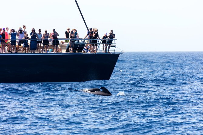 Exclusive Freebird Catamaran Whale & Dolphin to Masca From South - Beverages and Alcohol