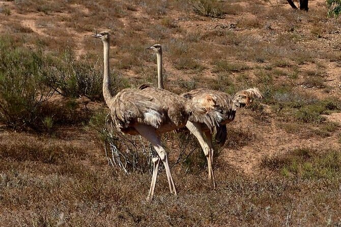 Excursions to the Souss Massa National Park - Accessibility Features