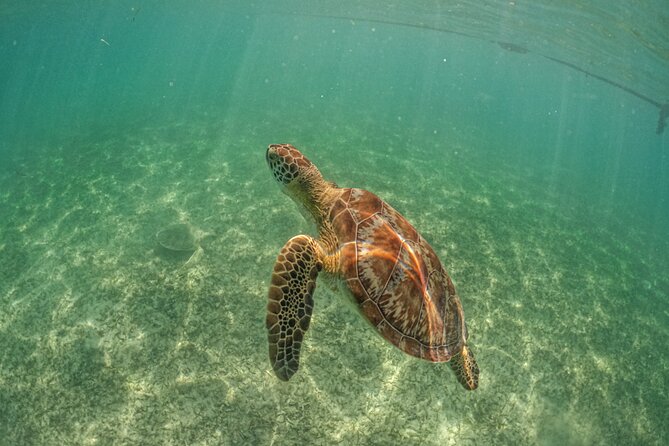 Exotik Half a Day Tour: Cenote Cave and Swimming With Sea Turtles - Traveler Reviews and Experiences