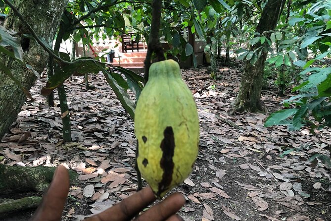 Experience Boti Waterfalls, Aburi Botanical Gardens & Tetteh Quarshie Cocoa Farm - Highlights of the Tour Experience