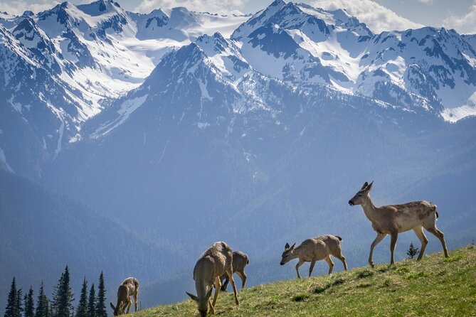 Explore Olympic National Park From Seattle Through Van /Ferry - Recommendations and Considerations