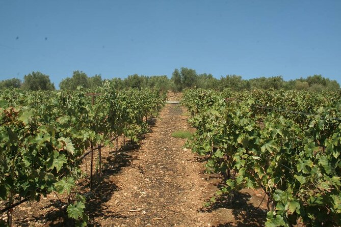 Explore the Secrets of Wine and Olives in Rethymno - Sum Up