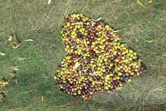 Extra Virgin Olive Oil Experience - Since You Asked