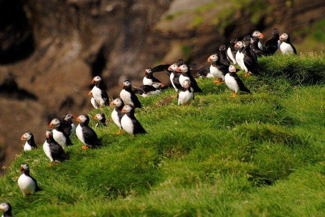Eyjascooter Volcano Tour in Westman Island - Encountering Westman Islands Wildlife