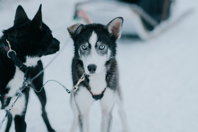 Family Day: Reindeer, Husky and Snowmobiling in Levi - Lappish Dining Experience