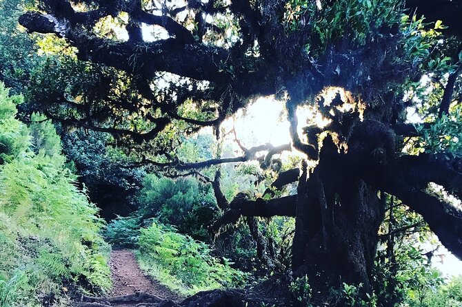 Fanal Forest Private Sunset Hike - Scenic Routes and Sights