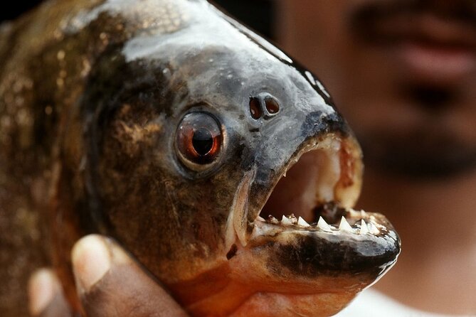 Fish in the Amazon River - Transportation and Logistics