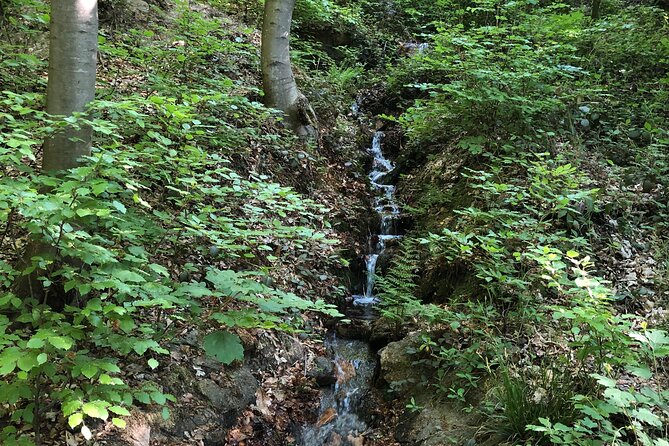 Forest Hike in Heidelberg - Cancellation and Refund Policy