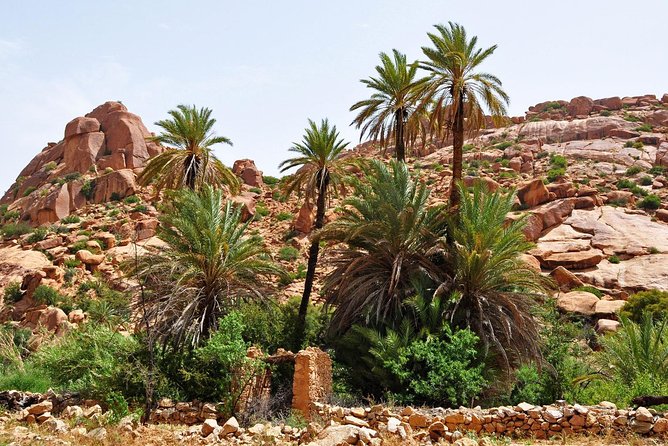 From Agadir Goats to the Tree Tour (Land & People) - Agadir Goats
