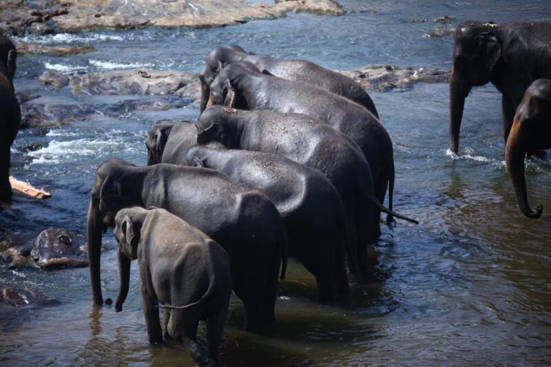 From Colombo: 5-Day Sri Lanka Cultural Highlights Tour - Important Information
