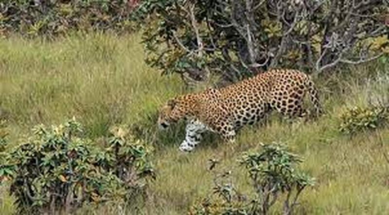 From Ella : Horton Plains National Park & Nuwaraeliya Tour - Dining and Refreshments