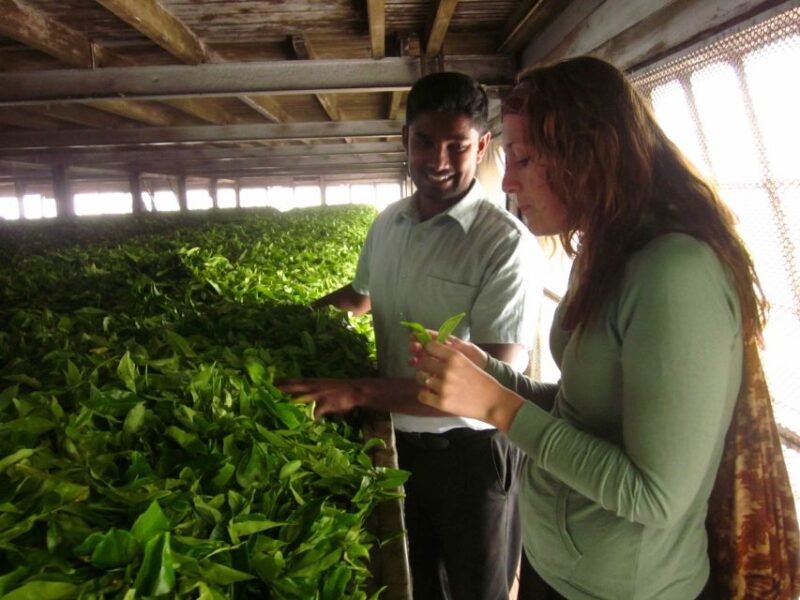 From Ella: Lipton Seat & Dambatenne Tea Factory Day Tour - Getting There and Back