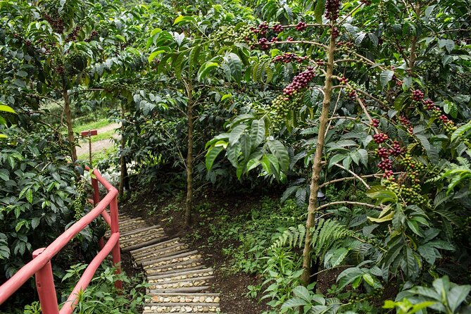 From Seed to Cup - Coffee Experience at La Palma Y El Tucan - Lunch and Culinary Experience