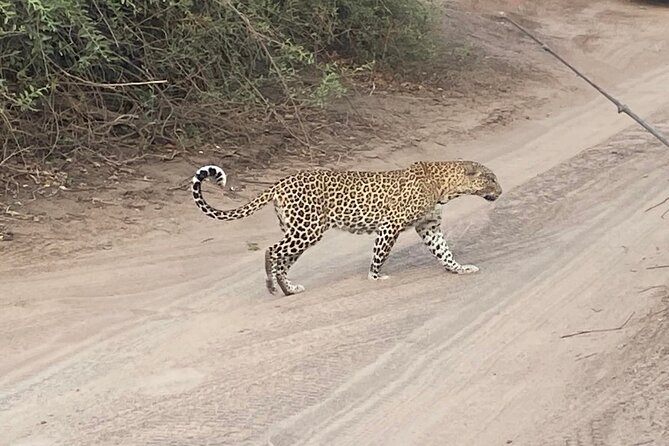 From Victoria Falls: Hwange National Park Day Safari - Transportation Considerations