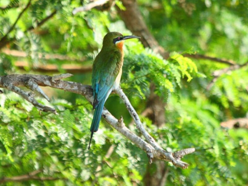 From Yala: Hidden Gems of Bundala National Park - Frequently Asked Questions