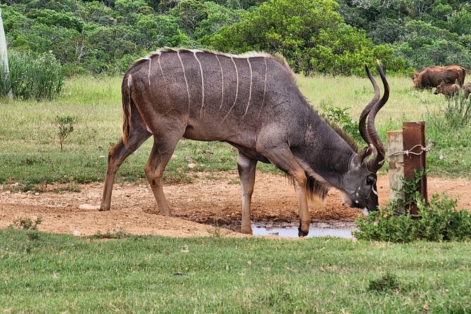 Full Day Addo Park Tours and Safari in South Africa - Tour Highlights and Itinerary Details