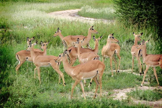 Full-Day Arusha Tarangire National Park Private Tour - Booking Process
