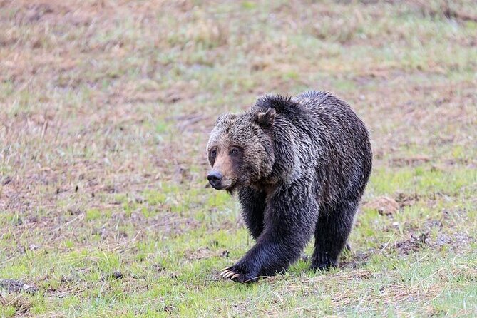Full Day Best Of Yellowstone National Park Tour From Big Sky - Customer Experience and Reviews