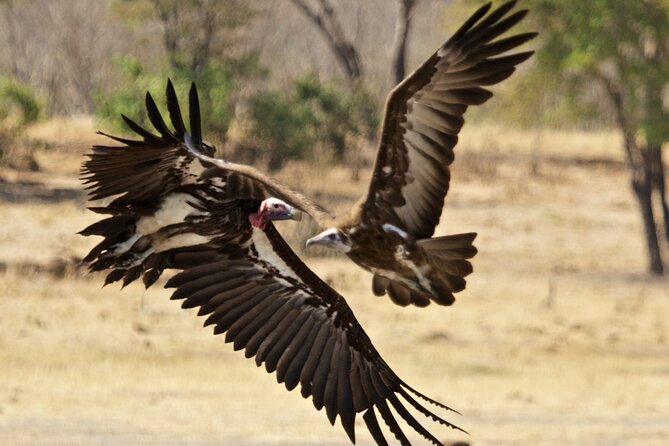 Full Day Birding Zambezi National Park Includes Picnic Lunch - Enjoy a Picnic Lunch