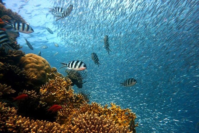 Full Day Diving for Beginners With Lunch in Hurghada - Enjoying the Onboard Lunch