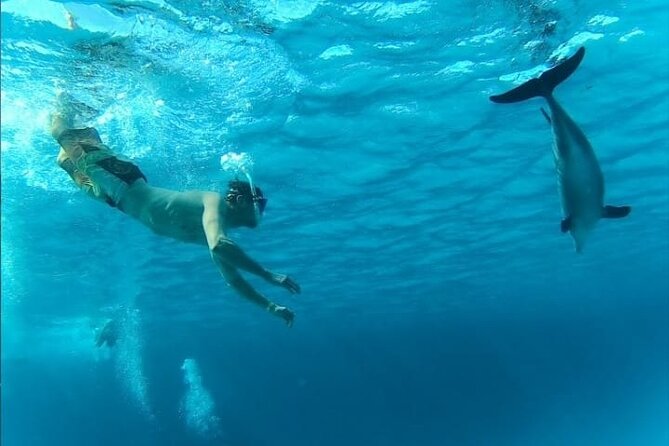 Full-Day Experience With Dolphins and Snorkeling in Red Sea - Notable Experience Highlights