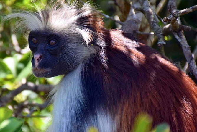 Full-Day Guided Private Dolphins Tour+ Monkeys + Stone Town &Spice Farm Zanzibar - Meeting and Pickup Details
