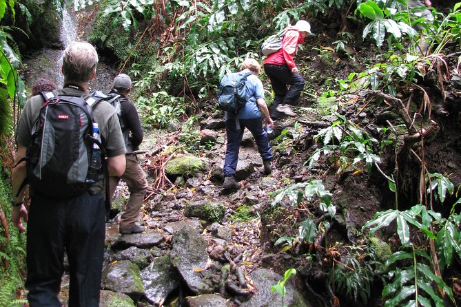Full Day Hiking Faial Da Terra (Min. 2 Persons) - Cancellation Policy