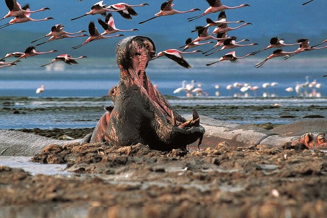 Full-Day Lake Nakuru National Park Private Tour From Nairobi - Tour Itinerary and Highlights