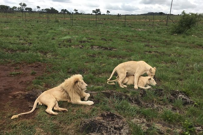 Full Day Lesedi Cultural Village and Mini Safari Tour - Tour Logistics and Details