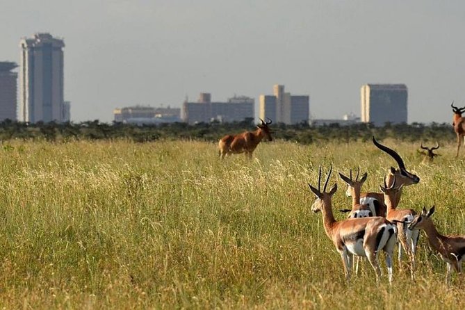 Full-Day Nairobi National Museum, Giraffe Centre and Nairobi National Park Tour - Tour Inclusions and Pickup Details
