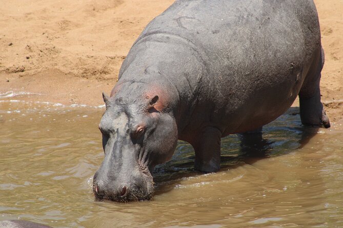 Full-Day Ngorongoro Crater Private Tour - Guest Feedback and Ratings