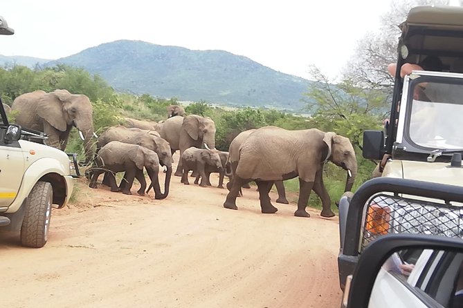Full-Day Pilanesberg National Park Safari From Johannesburg and Pretoria - Tips for a Memorable Experience